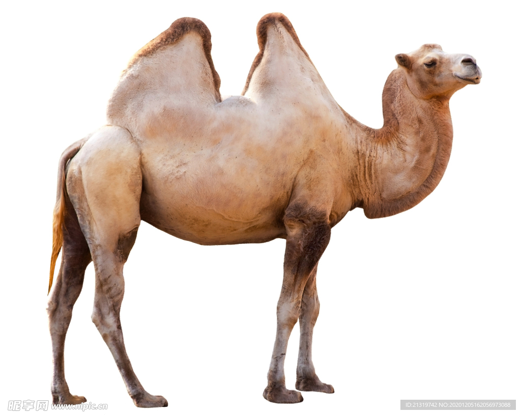 骆驼拍摄素材