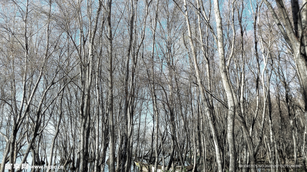 樹林