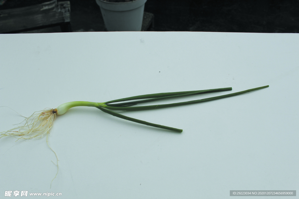 蔬菜 香蔥