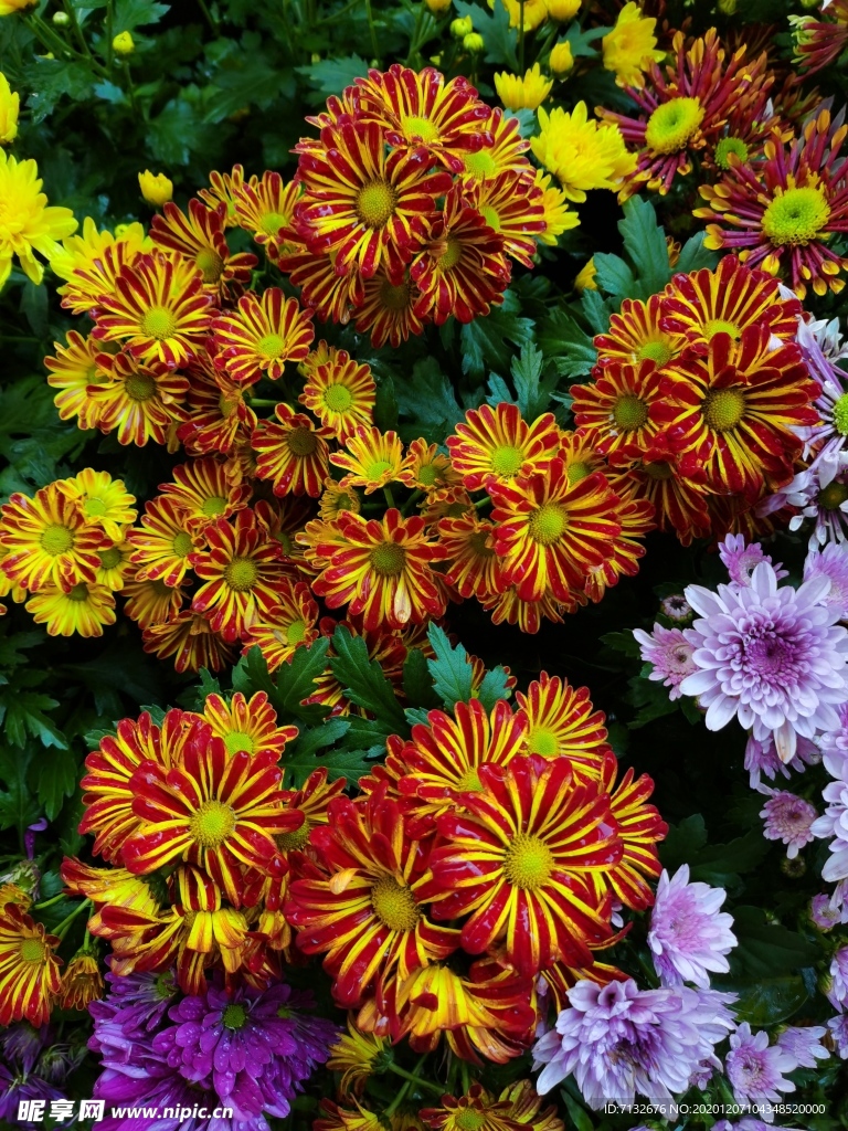 橙色菊花