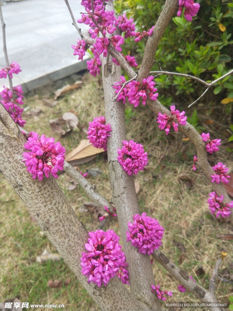 紫荊花