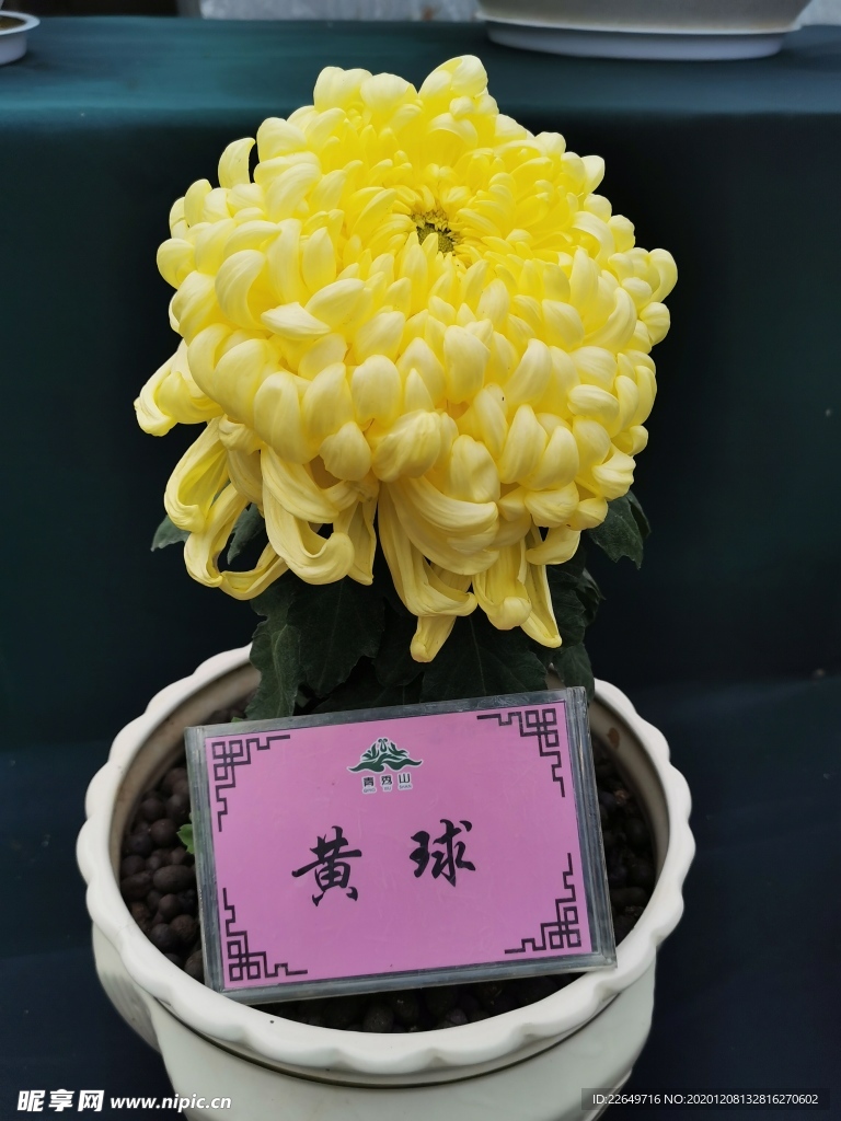 菊科花卉