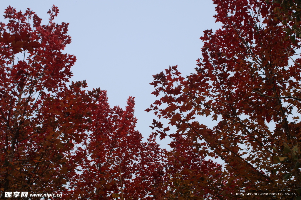 紅楓樹林 秋天風景 美景 樹葉