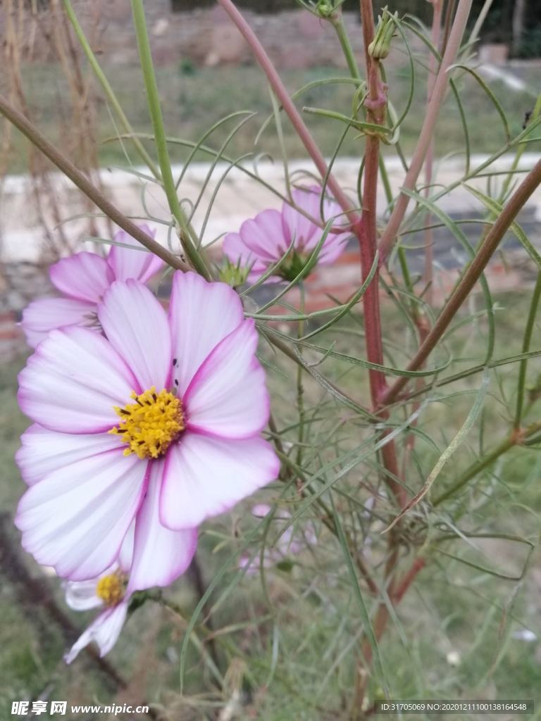 花朵
