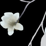 一支白色花朵png