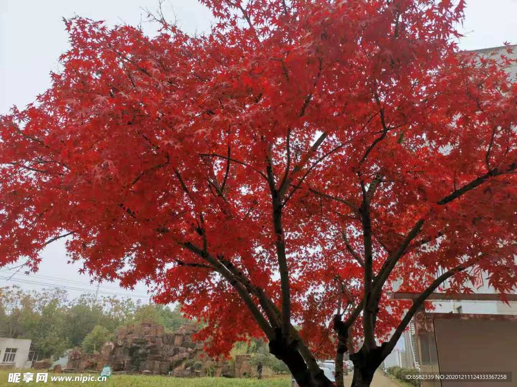 紅樹