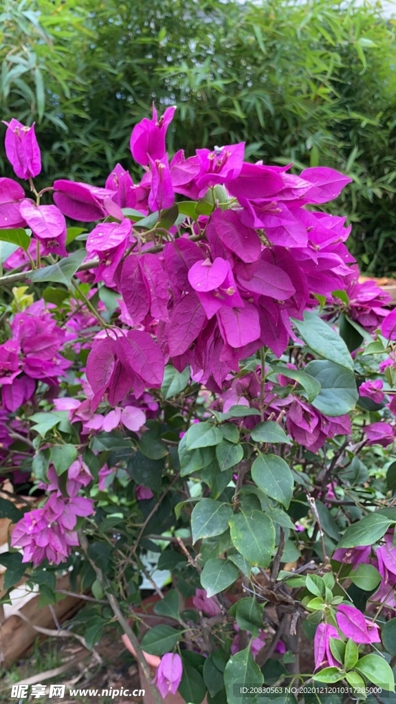 鮮花