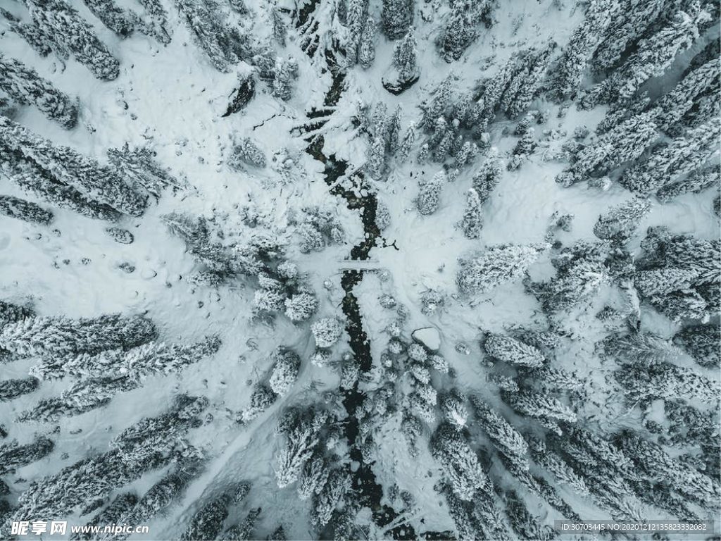 雪樹林