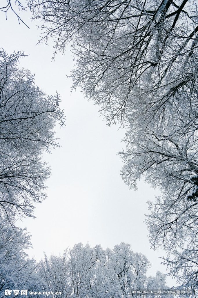 雪樹林