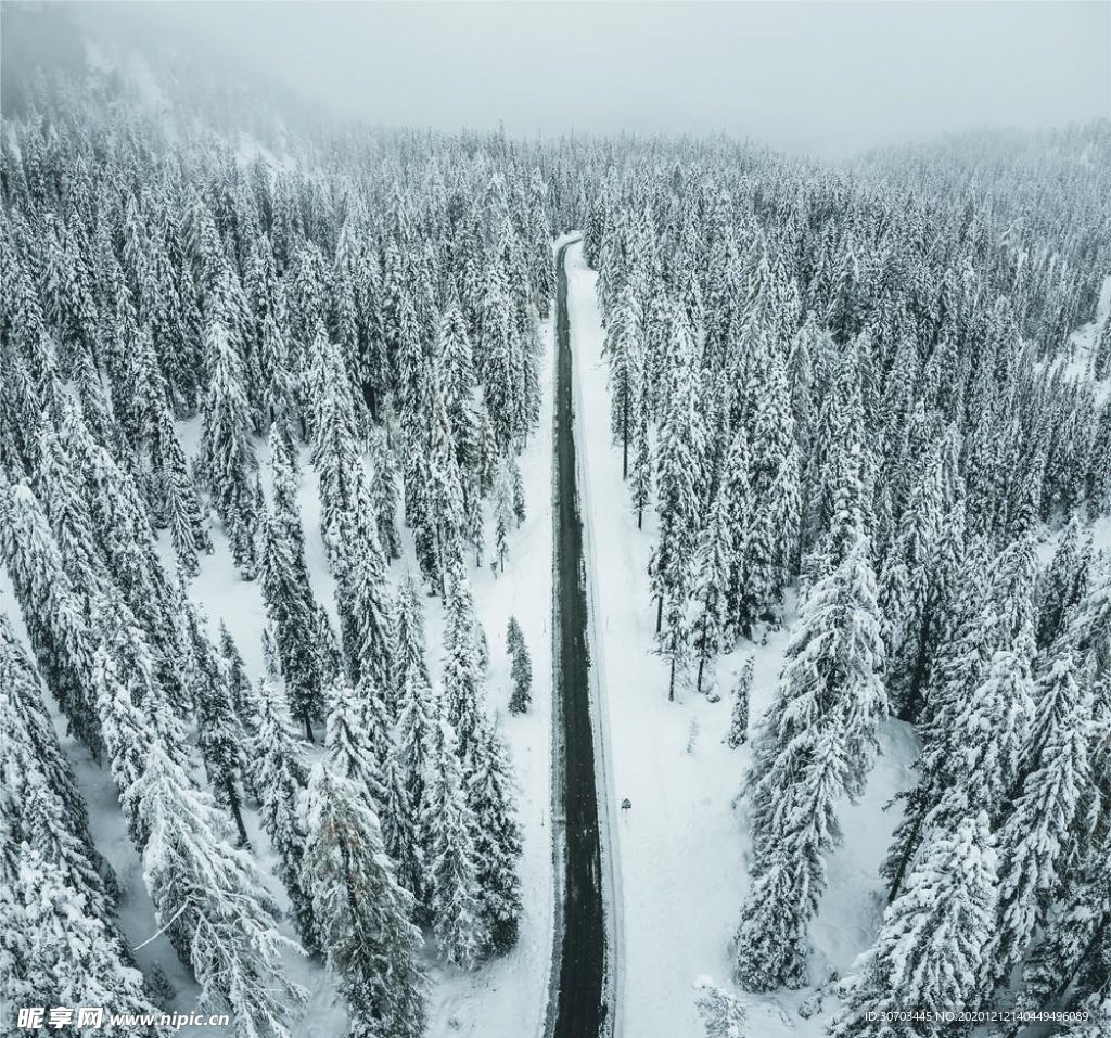 雪樹林