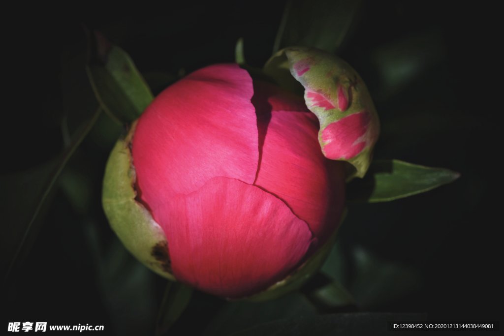 漂亮的牡丹花