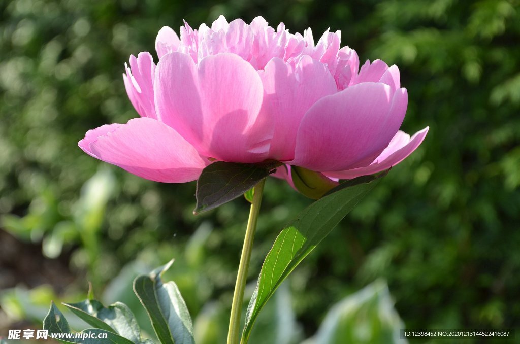 花開(kāi)富貴的牡丹花