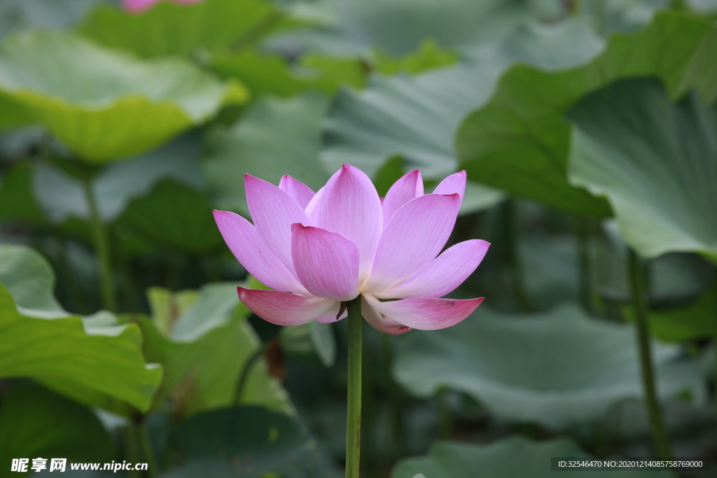 圓明園荷花