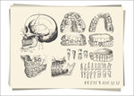 10款入牙齿骨骼素描画