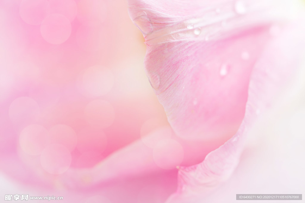 粉色花瓣背景