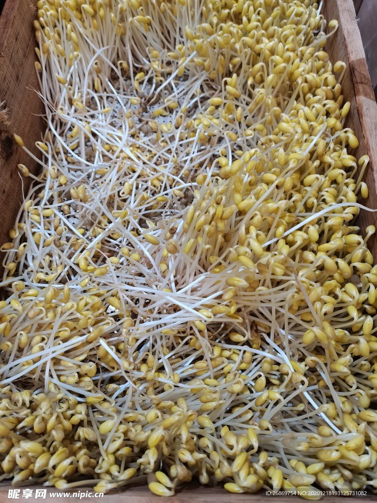 黃豆芽