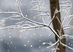 冬季树枝上落雪