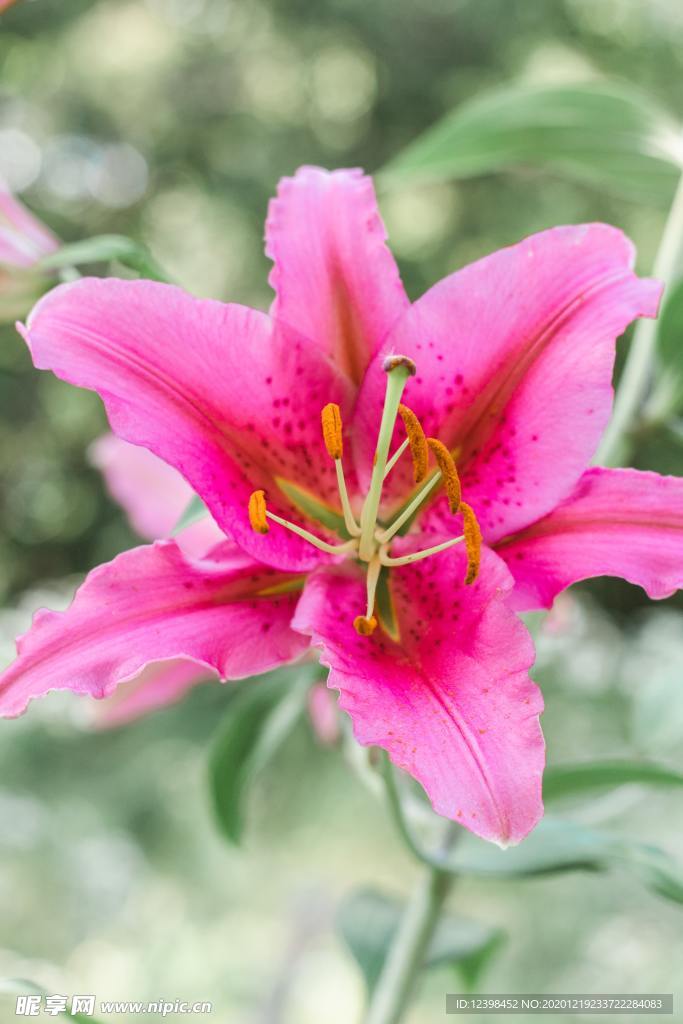 漂亮的百合花