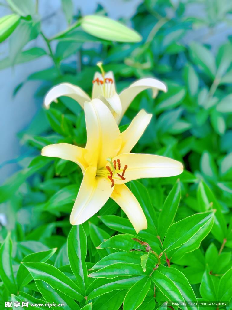 漂亮的百合花
