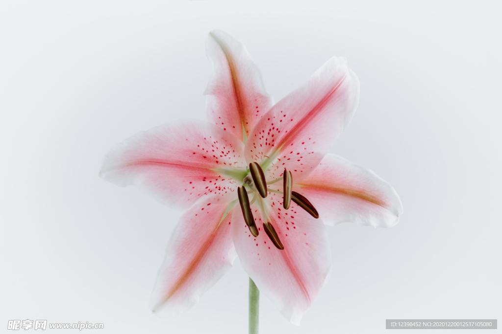 漂亮的百合花