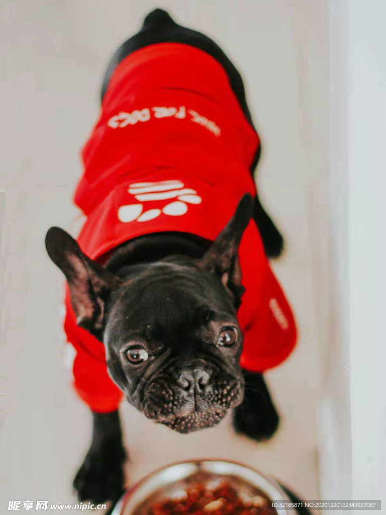 犬