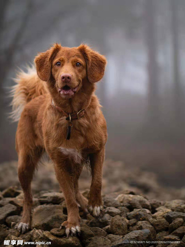 犬