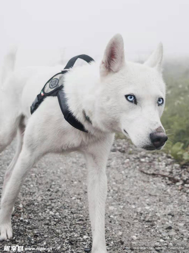 犬