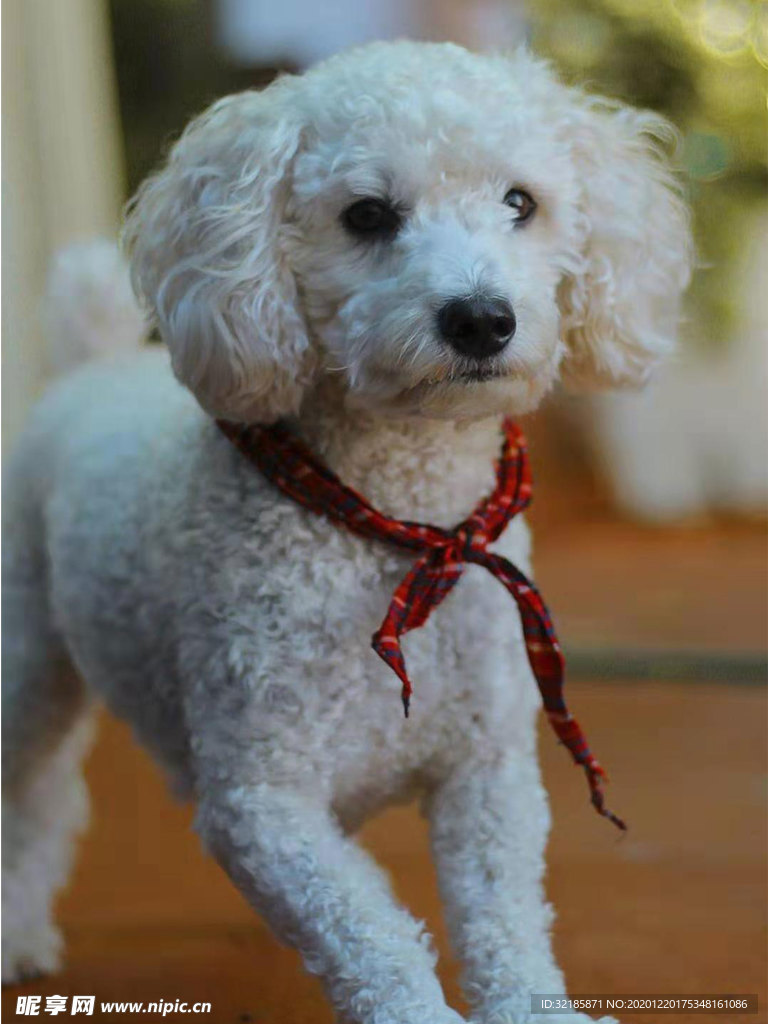 犬