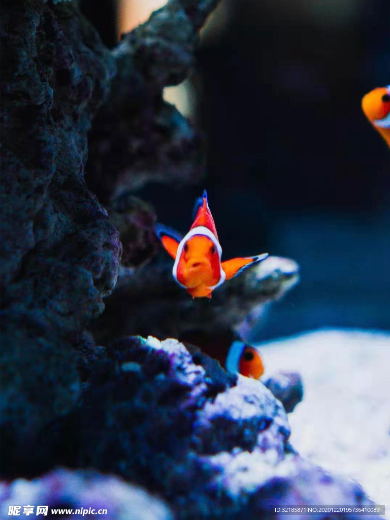 魚   圖片