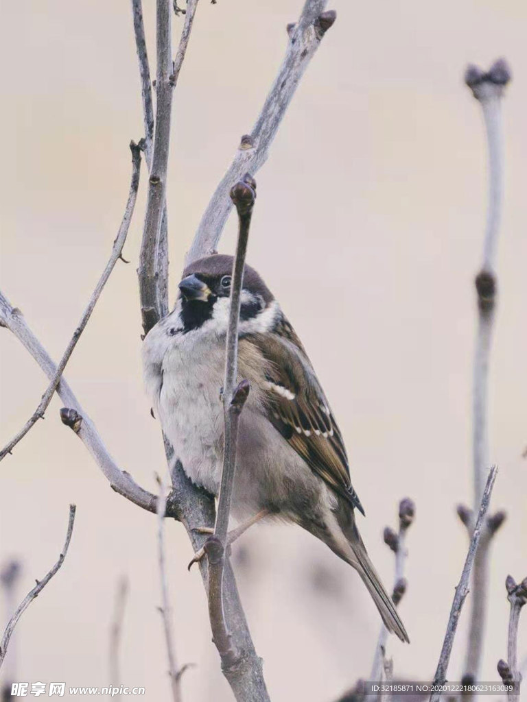 鳥圖片
