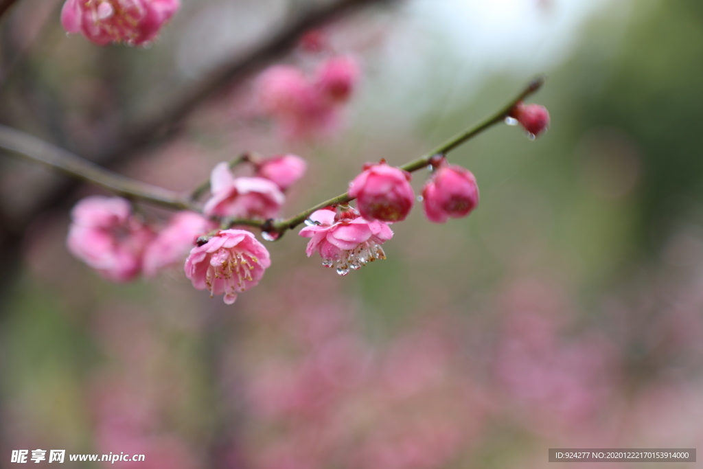 梅花