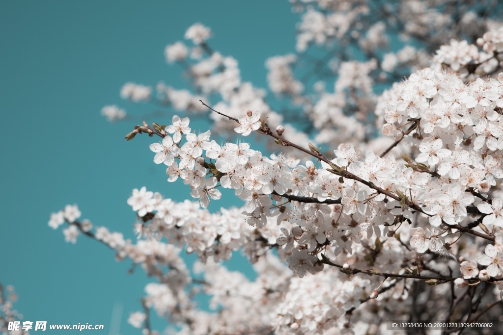 白色花朵樹枝天空風(fēng)景
