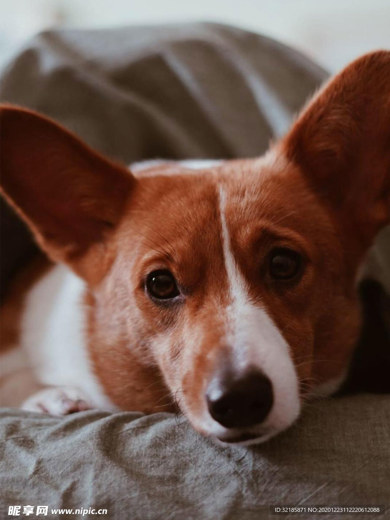 柯基犬圖片
