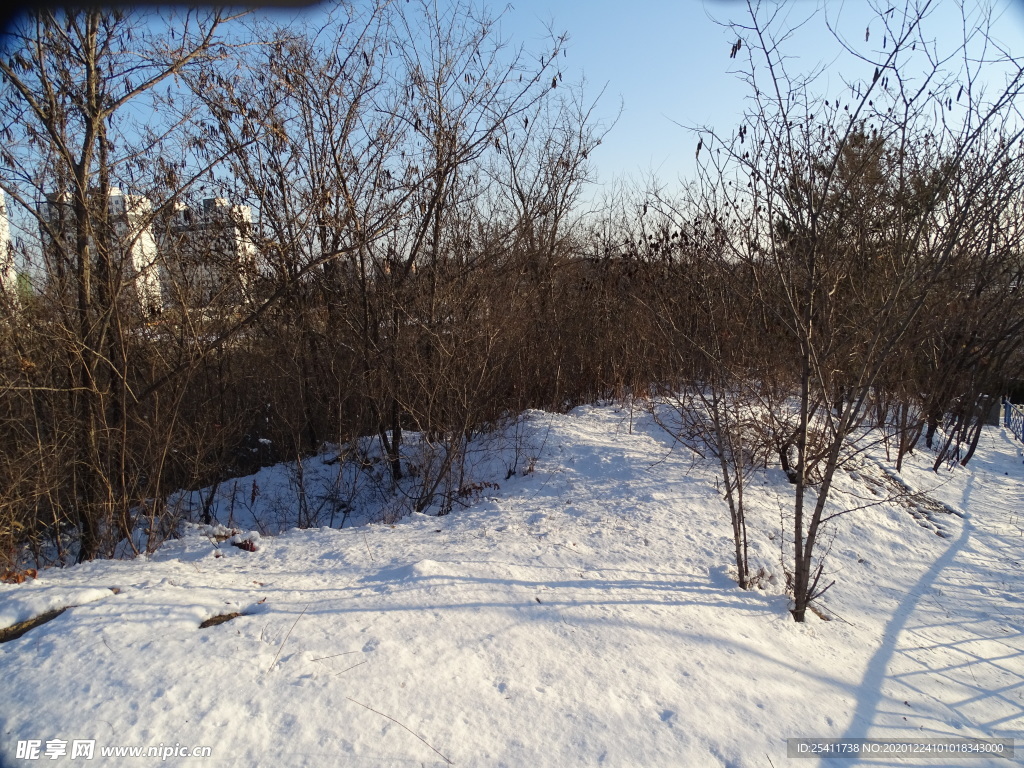 山頂上雪 樹(shù)
