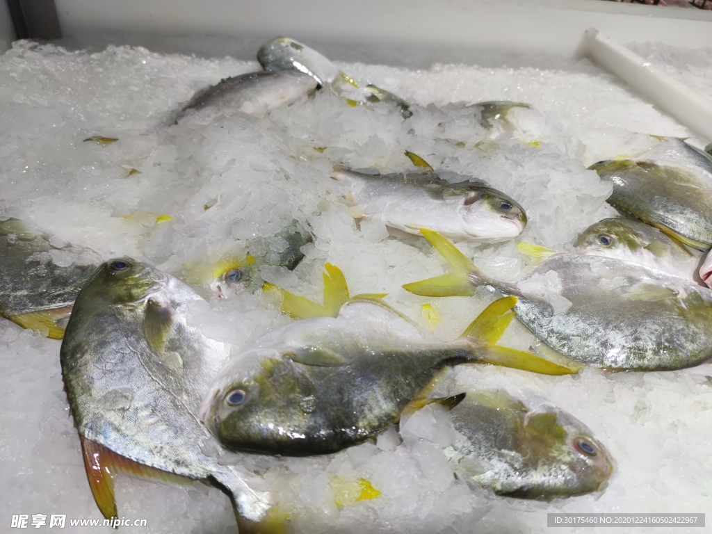 生鮮 魚