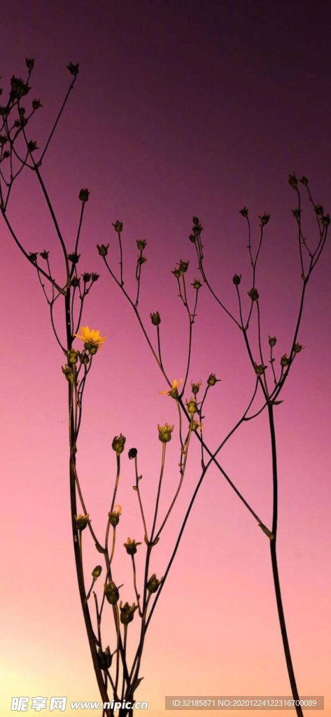 花朵圖片