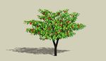 苹果树植物SU模型3D树
