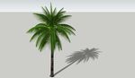 3D植物-树木椰子树