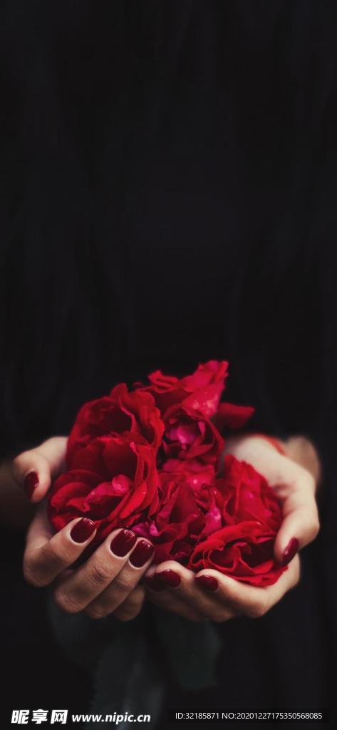 玫瑰花朵 圖片