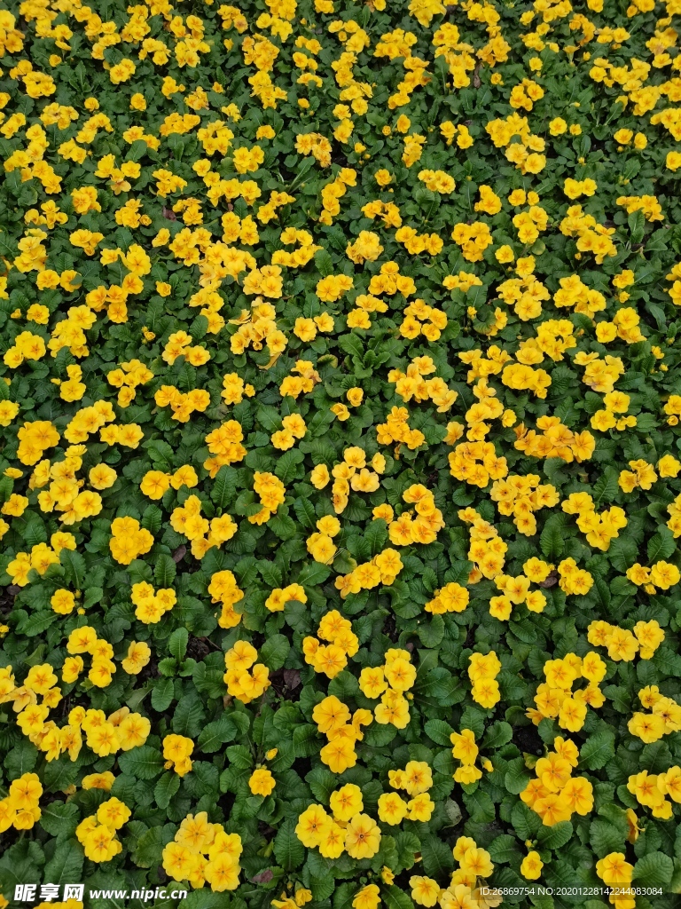 報(bào)春花