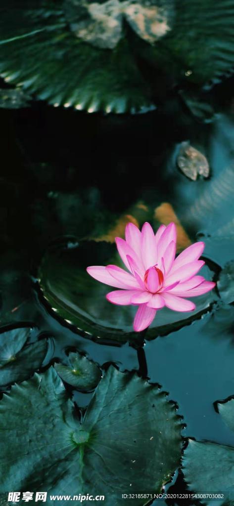 唯美荷花圖片