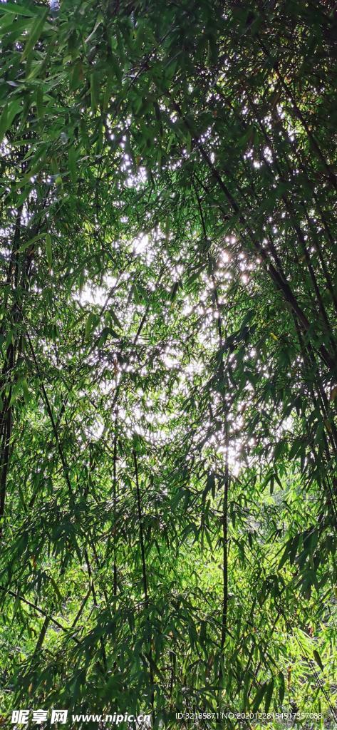唯美竹林圖片
