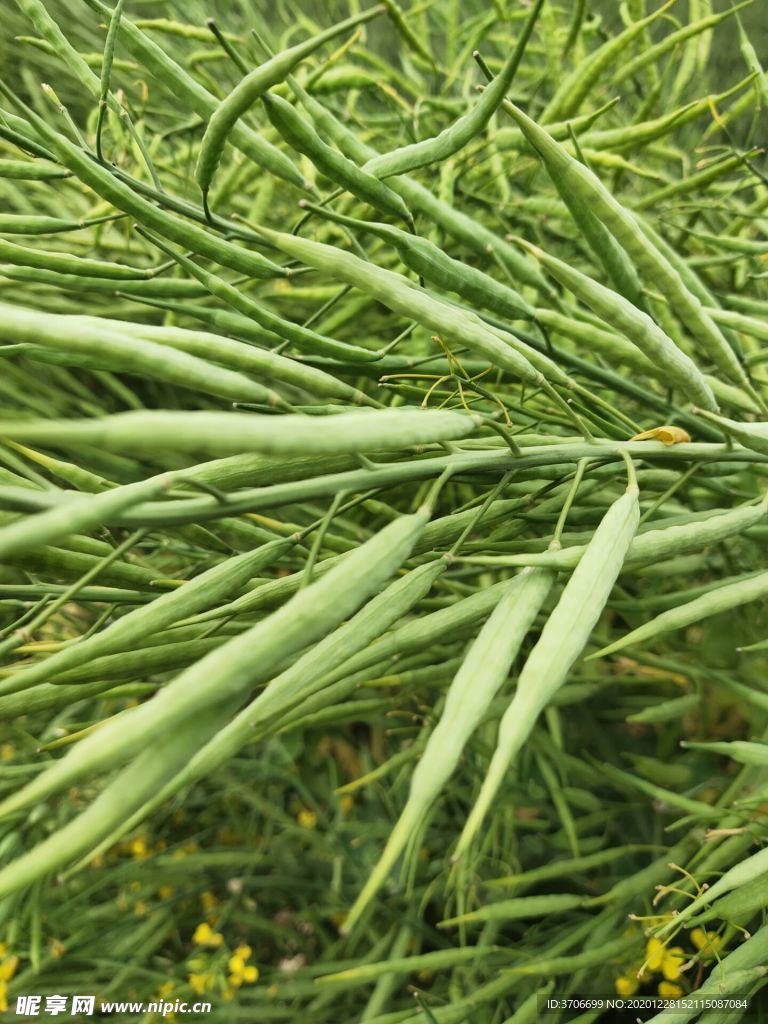油菜