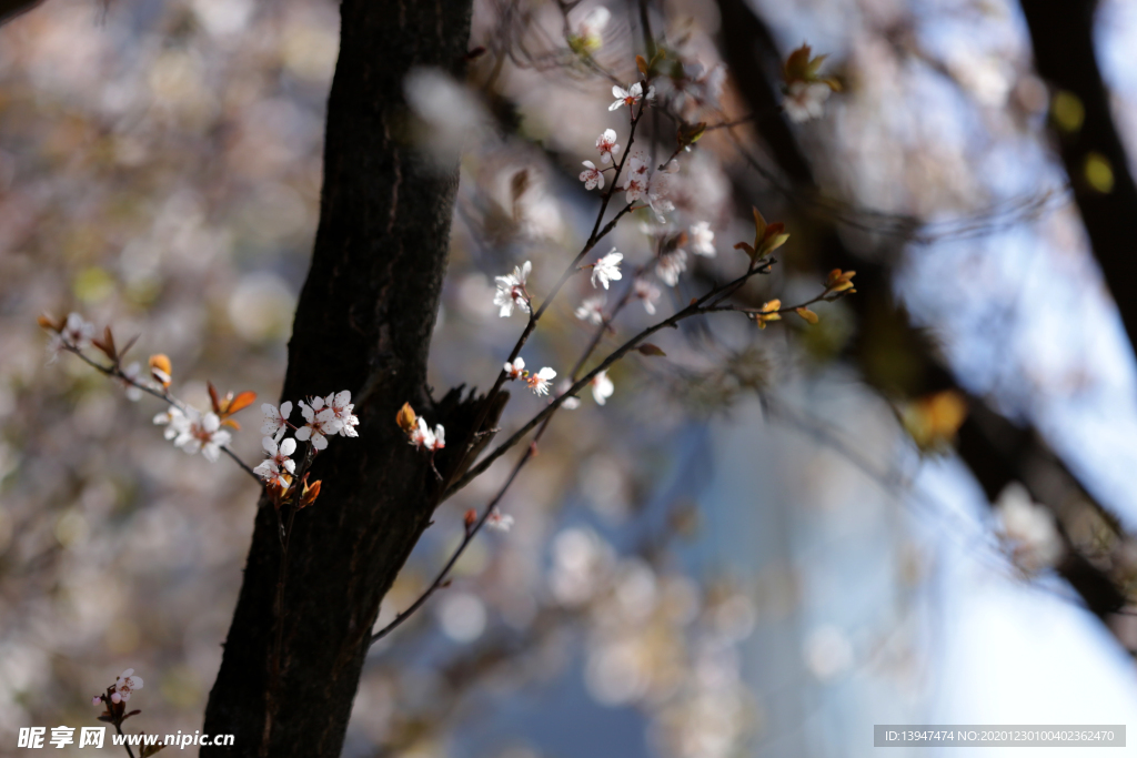 櫻花