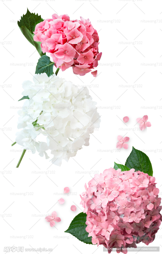 繡球花