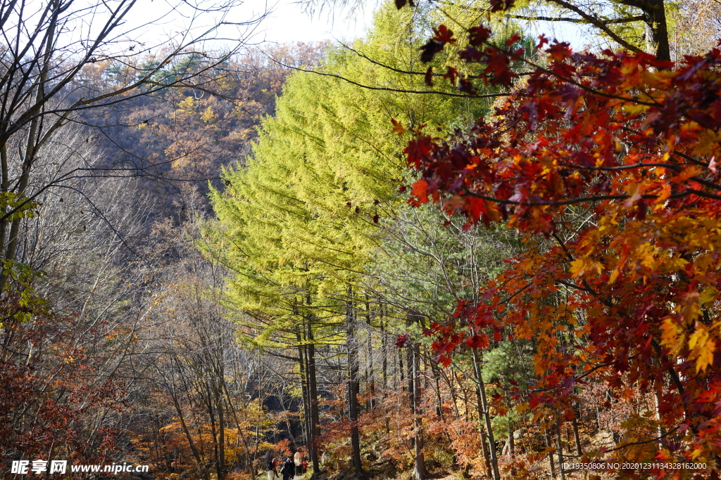 秋天山里彩色的树林