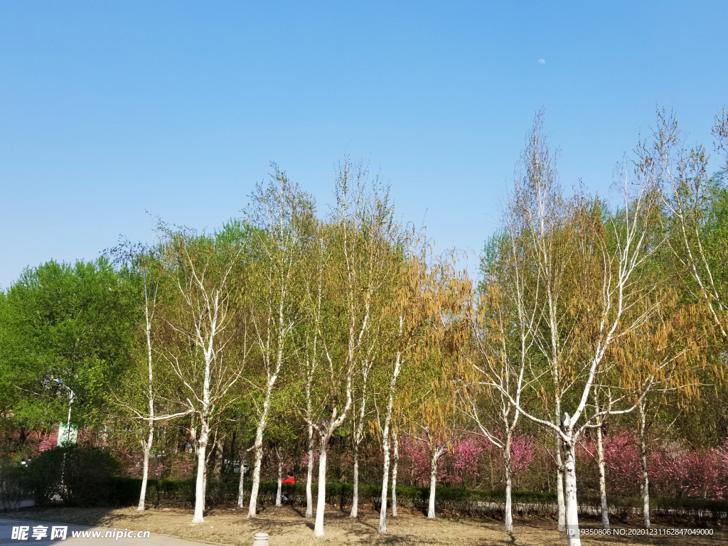 春天蓝天下的白桦树林