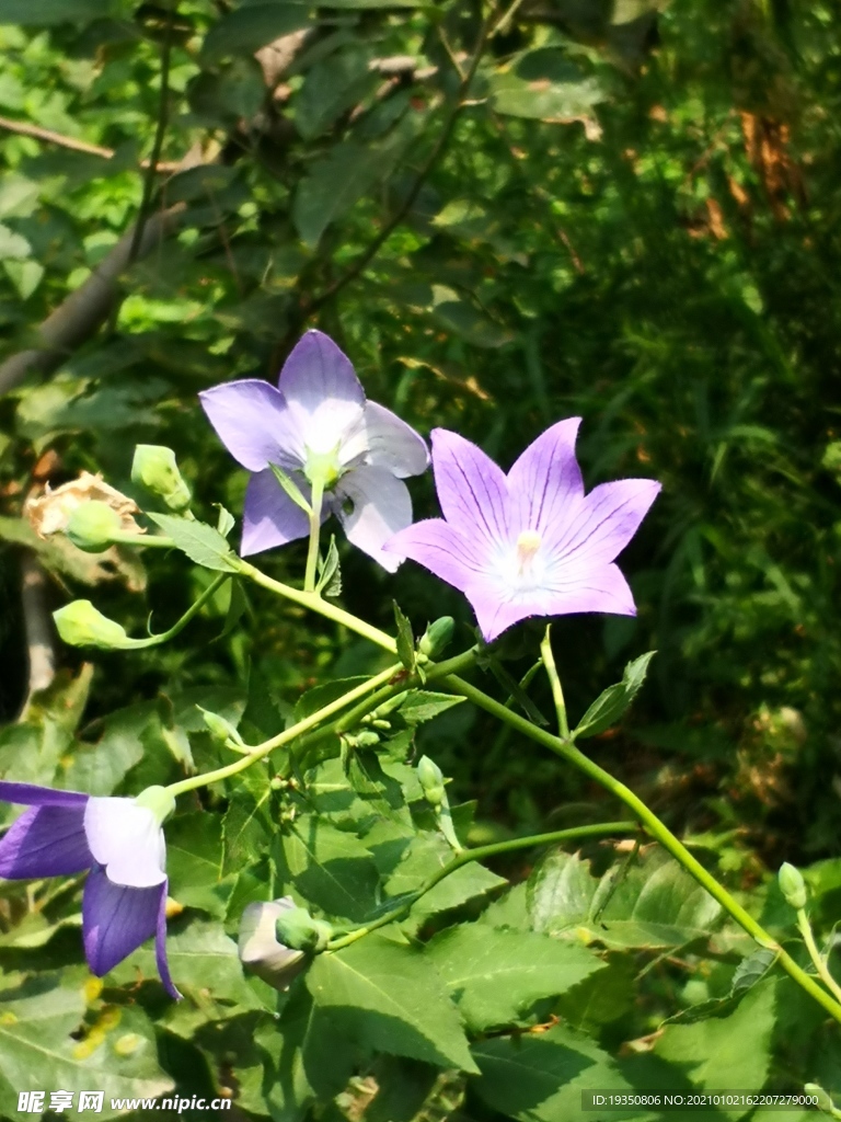 桔梗的綠葉和紫色的花朵
