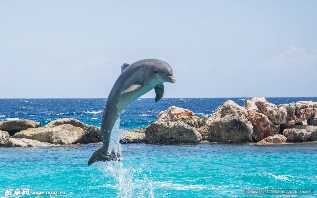 海豚  跳跃