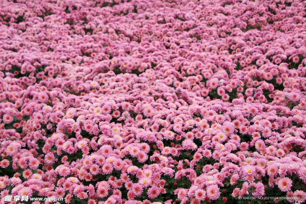粉色菊花花圃